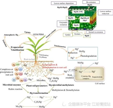 植物吸收重金屬|植物對重金屬逆境之反應